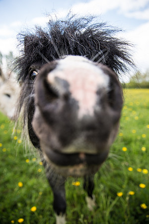 Nosy Horse.jpg