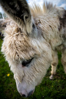 Donkey.jpg