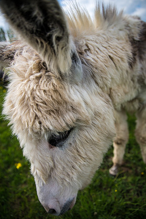 Donkey.jpg