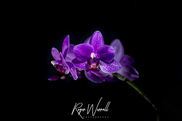 Orchid.jpg