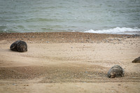 Horsey Beach Seal Colony-10.jpg