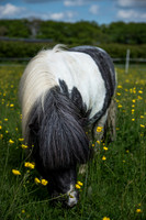 Horse in the meadow.jpg