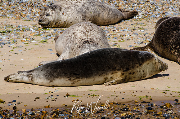 Basking Seal-2.jpg