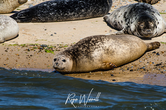 Basking Seal.jpg