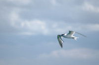 Tern fishing for food.jpg