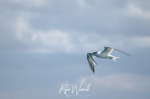 Tern fishing for food.jpg