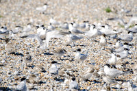 Tern Colony.jpg