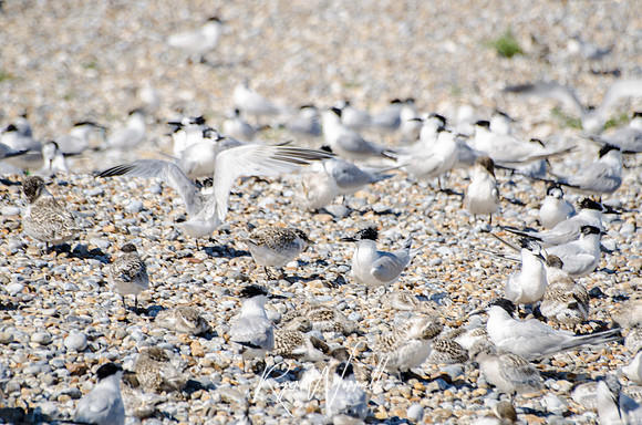 Tern Colony.jpg