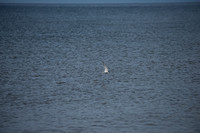DSC_2846.jpg