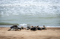 Horsey Beach Seal Colony-9.jpg
