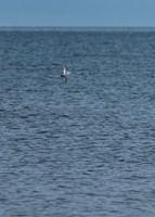 DSC_2851.jpg