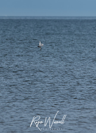 DSC_2851.jpg