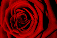 Red Rose