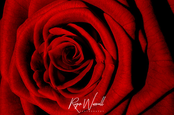 Red Rose