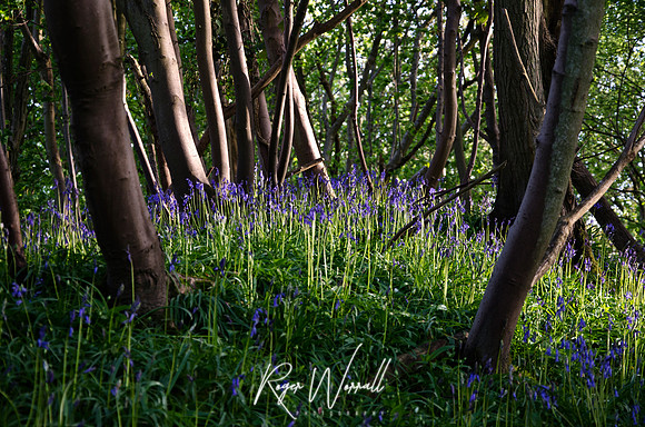 Bluebell Woods