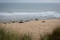 Horsey Beach Seal Colony-15.jpg