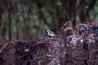 Great Tit-2.jpg