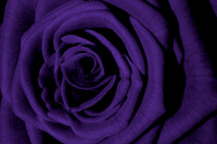 Aubergine Rose