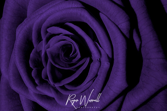 Aubergine Rose