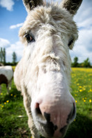 It's Only A Donkey.jpg