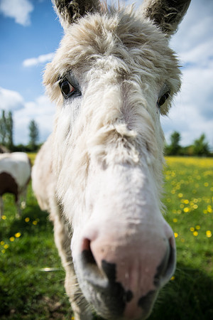 It's Only A Donkey.jpg