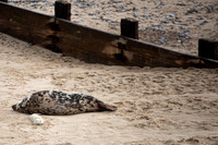 Horsey Beach Seal Colony-11.jpg