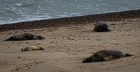 Horsey Beach Seal Colony-12.jpg