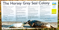 Horsey Beach Seal Colony.jpg