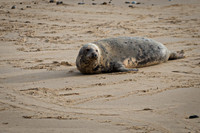 Horsey Beach Seal Colony-13.jpg