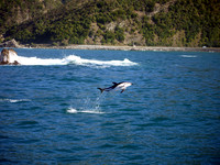 Playful Dolphin