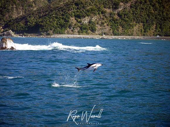 Playful Dolphin