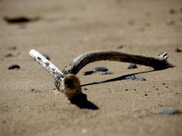 Long Beach Drift Wood