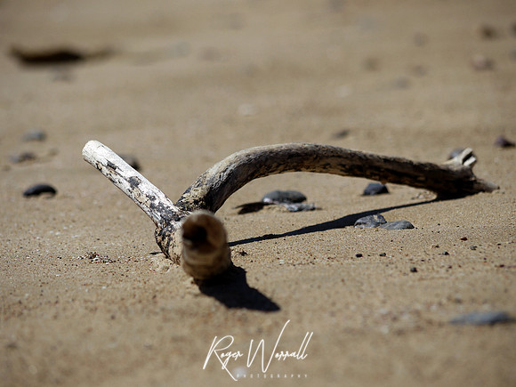 Long Beach Drift Wood