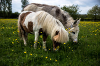 Horse and Donkey.jpg