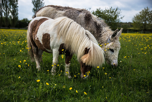Horse and Donkey.jpg