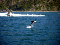 Dancing Dolphin