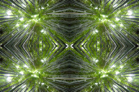 Bamboo draws you in