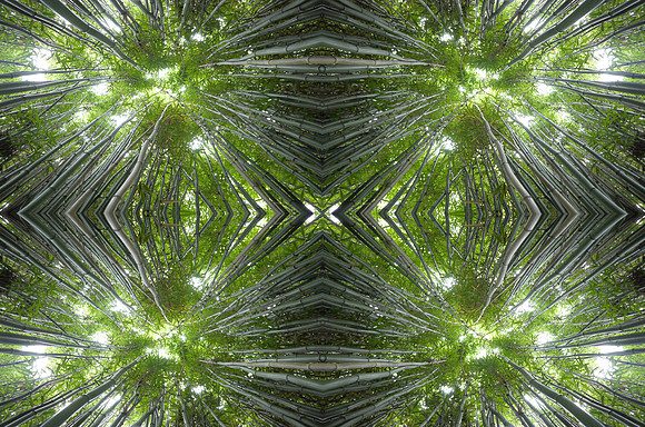 Bamboo draws you in