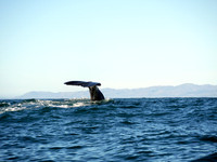Diving Sperm Whale