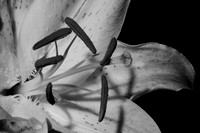 Lily