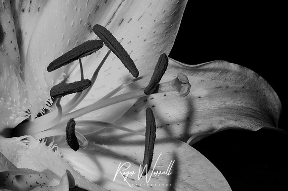 Lily